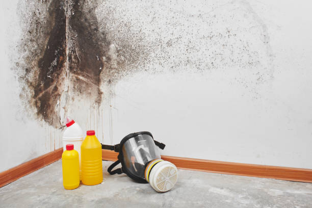 Best Mold Testing and Inspection Services in China, TX