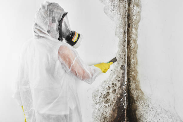 Best Mold Remediation for Schools in China, TX