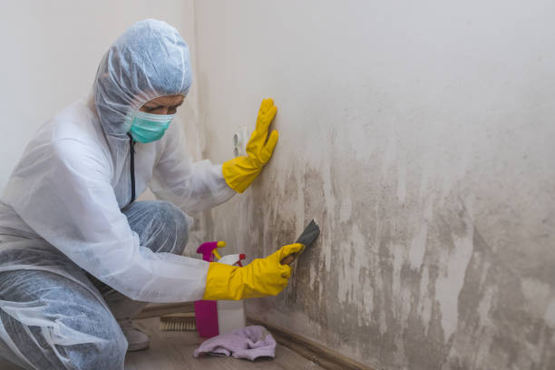Best Post-Flood Mold Remediation in China, TX