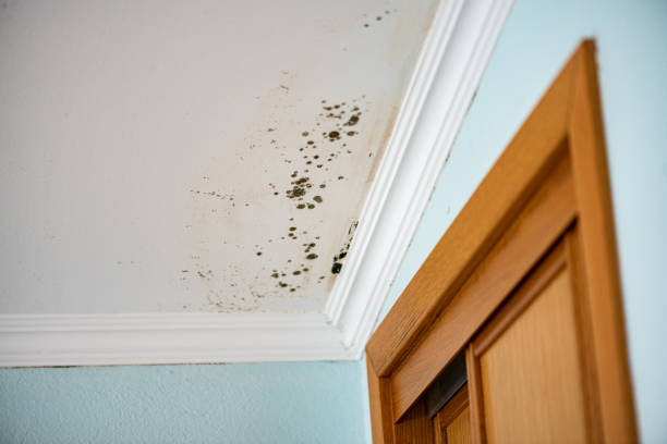 Best Kitchen Mold Remediation in China, TX