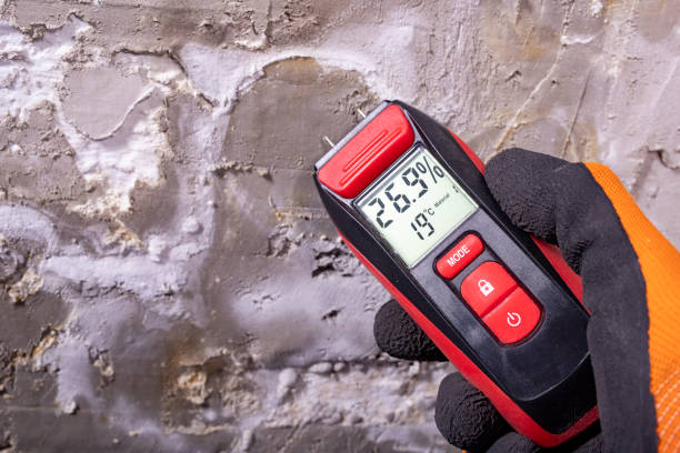 Best White Mold Remediation in China, TX