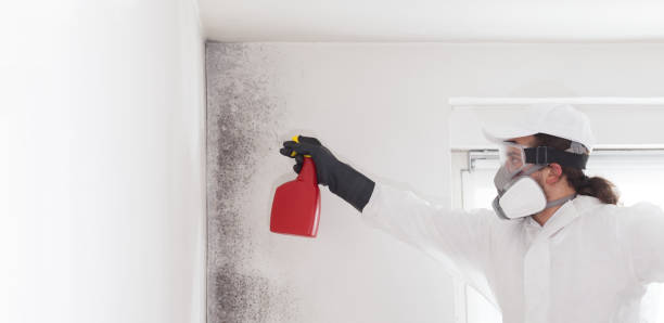 Best Residential Mold Remediation in China, TX