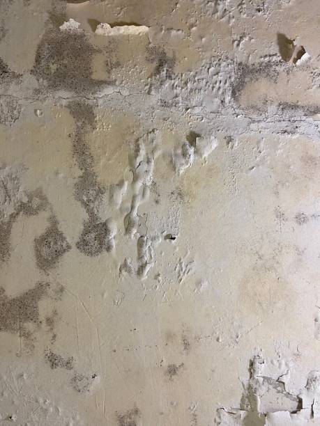 Best Commercial Mold Remediation in China, TX