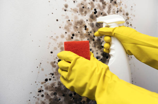 Best Black Mold Remediation in China, TX