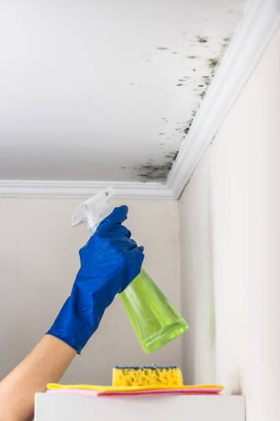 Best Mold Remediation for Specific Building Types in China, TX